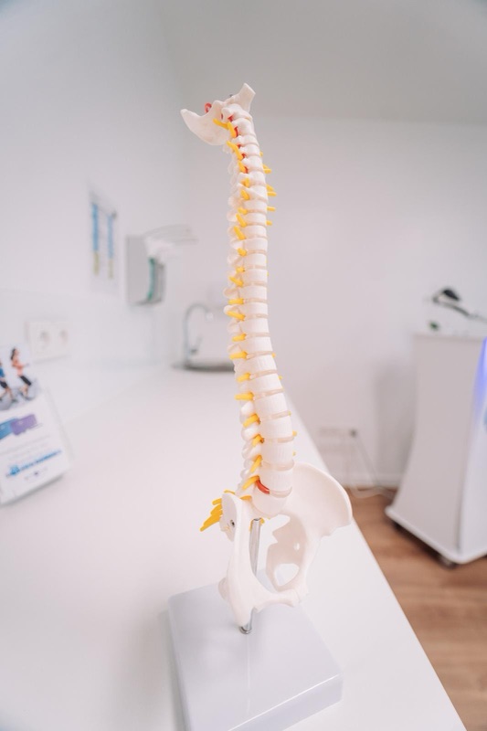 Anatomisches Wirbelsäulenmodell im Behandlungsraum der Orthopädie am Königsforst